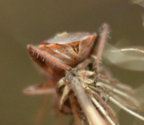 Stictopleurus sp.